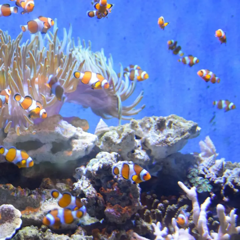 Shoal of orange and white clownfish around a sea anemone